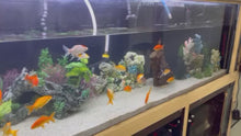 Load and play video in Gallery viewer, TOLEDO GOLDFISH CUSTOMER PHOTO