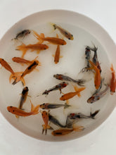 Load and play video in Gallery viewer, Toledo Goldfish Fantail Goldfish