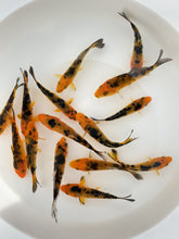 Load and play video in Gallery viewer, Toledo Goldfish red and black koi butterfly and standard fin koi