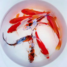 Load image into Gallery viewer, TOLEDO GOLDFISH | Assorted goldfish, shubunkin, sarasa, and common goldfish
