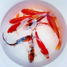 Load image into Gallery viewer, TOLEDO GOLDFISH | Assorted goldfish, shubunkin, sarasa, and common goldfish