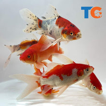 Load image into Gallery viewer, Toledo Goldfish Assorted Goldfish Combo pond pack 1 including sarasa, shubunkin, and common goldfish