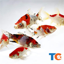 Load image into Gallery viewer, Toledo Goldfish Pond Pack 2 including sarasa and shubunkin goldfish