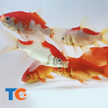 Load image into Gallery viewer, TOLEDO GOLDFISH | Pond Pack #4
