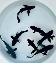 Load image into Gallery viewer, Toledo Goldfish Black Standard fin Koi