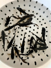 Load image into Gallery viewer, Toledo Goldfish Black Koi