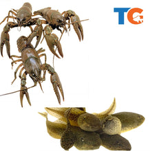 Load image into Gallery viewer, Toledo Goldfish Crayfish and tadpole combo