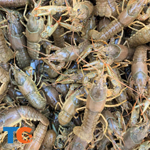 Load image into Gallery viewer, Toledo Goldfish Feeder Crayfish

