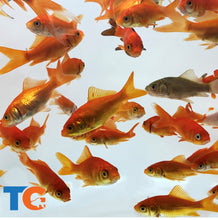 Load image into Gallery viewer, TOLEDO GOLDFISH | Feeder common Goldfish