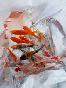 TOLEDO GOLDFISH | Assorted goldfish in a shipping bag