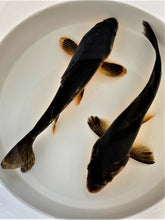 Load image into Gallery viewer, Toledo Goldfish Live Black Koi
