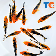 Load image into Gallery viewer, Toledo Goldfish  Red &amp; Black Koi
