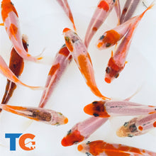 Load image into Gallery viewer, Red & white koi Toledo Goldfish