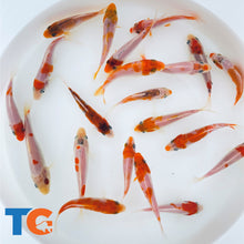 Load image into Gallery viewer, Toledo Goldfish Red & White Koi