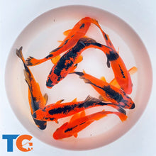 Load image into Gallery viewer, Toledo Goldfish Red & Black Commons for goldfish ponds