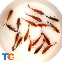 Load image into Gallery viewer,  Toledo Goldfish red and black commons comet goldfish for aquariums and ponds