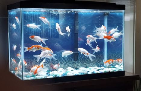 Sarasa Comet Goldfish For Sale FREE SHIPPING Live Arrival Guarante