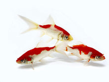 Load image into Gallery viewer, Sarasa Comet Goldfish For Sale | FREE SHIPPING | Live Arrival Guarantee