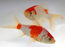 Load image into Gallery viewer, Sarasa Comet Goldfish For Sale | FREE SHIPPING | Live Arrival Guarantee