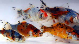 Shubunkin Goldfish For Sale | FREE SHIPPING | Live Arrival Guarantee
