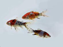Load image into Gallery viewer, Shubunkin Goldfish For Sale | FREE SHIPPING | Live Arrival Guarantee
