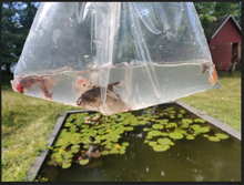 Load image into Gallery viewer, TOLEDO GOLDFISH | FISH IN BAG shubunkin goldfish