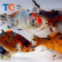 Load image into Gallery viewer, Shubunkin Goldfish For Sale | FREE SHIPPING | Live Arrival Guarantee