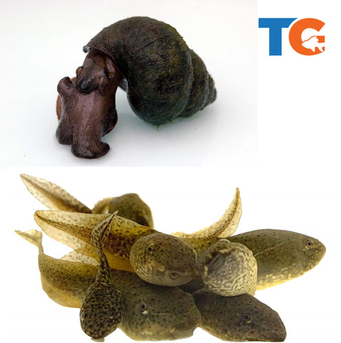 Toledo Goldfish Tadpoles and Snail combo