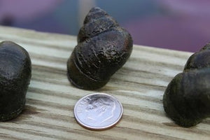Trapdoor Pond Snails For Sale | Free Shipping | Live Arrival Guarantee