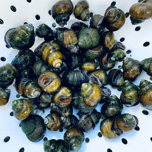 Load image into Gallery viewer, TOLEDO GOLDFISH | aquatic trapdoor snails in a white colander