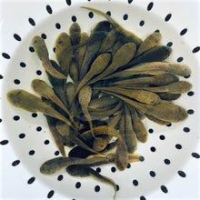 Load image into Gallery viewer, TOLEDO GOLDFISH | bullfrog tadpoles