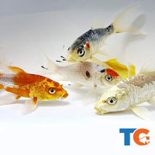 Load image into Gallery viewer, Toledo Goldfish Live butterfly koi for sale