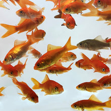 Load image into Gallery viewer, Toledo Goldfish Live Comet Goldfish For Sale | Free Shipping | Live Arrival Guarantee
