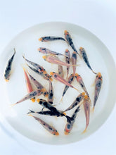 Load image into Gallery viewer, Toledo Goldfish Mystery White koi including standard fin and butterfly fin koi for ponds