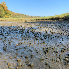 Load image into Gallery viewer, TOLEDO GOLDFISH | trapdoor snails in a pond for pond stocking