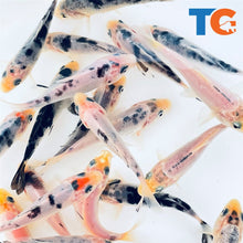 Load image into Gallery viewer, Toledo Goldfish Mystery White koi butterfly and standard fin koi