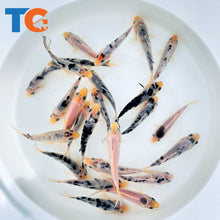 Load image into Gallery viewer, Toledo Goldfish Mystery White koi standard fin and butterfly fin koi for ponds