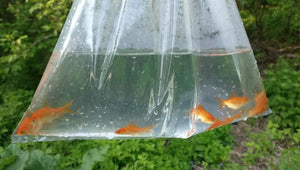 TOLEDO GOLDFISH | Common goldfish