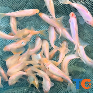 White common goldfish 