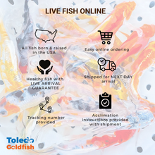 Load image into Gallery viewer, TOLEDO GOLDFISH | Live Fish Online