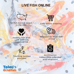Toledo Goldfish Live Comet Goldfish For Sale | Free Shipping | Live Arrival Guarantee