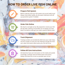 Load image into Gallery viewer, Toledo Goldfish How to Order LIve Fish Online
