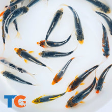 Load image into Gallery viewer, Toledo goldfish blue calico koi for ponds and water gardens