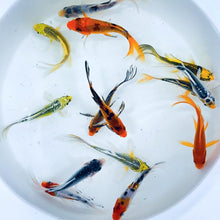 Load image into Gallery viewer, Toledo Goldfish | Butterfly koi mixed colors in a pond or watergarden