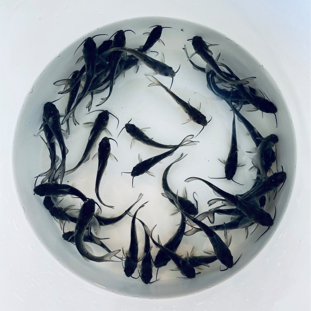 Ornamental Catfish For Sale – Buy Live Channel Catfish Online