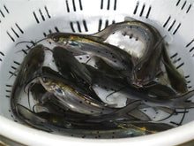 Load image into Gallery viewer, Toledo Goldfish catfish for pond and lake stocking