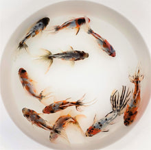 Load image into Gallery viewer, Toledo Goldfish live calico fantail goldfish