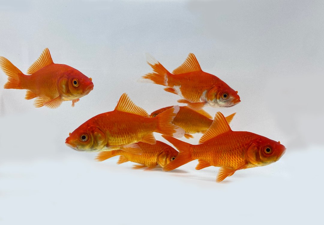 Live feeder goldfish 2025