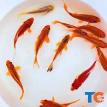 Load image into Gallery viewer, Toledo Goldfish | Live Comet Goldfish For Sale | Free Shipping | Live Arrival Guarantee