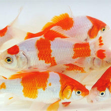 Load image into Gallery viewer, Toledo Goldfish Sarasa Goldfish for ponds and aquariums